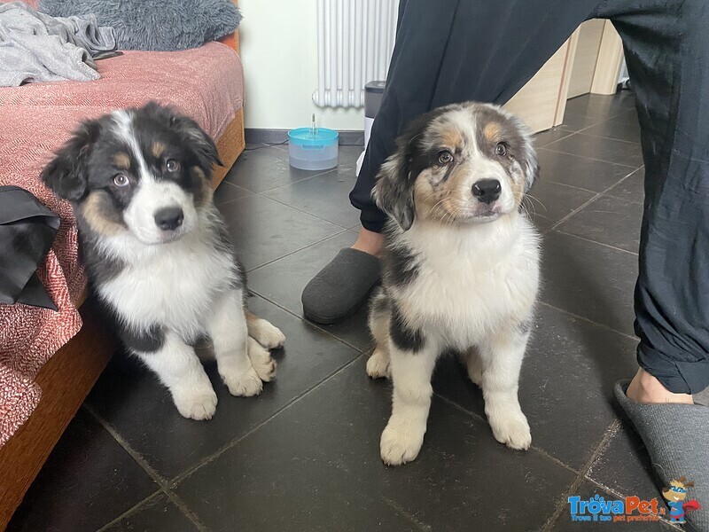 Cucciola Pastore Australiano blue Merle - Foto n. 1