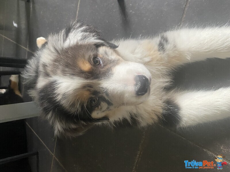 Cucciola Pastore Australiano blue Merle - Foto n. 2