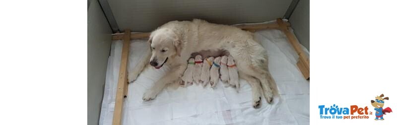 Cuccioli Golden Retriever Linea Inglese - Foto n. 3