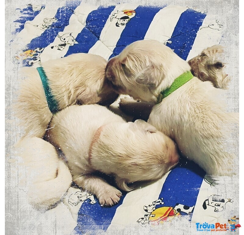 Cuccioli Golden Retriever Linea Inglese - Foto n. 4