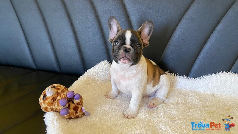 Cuccioli Bulldog Francese - Foto n. 4