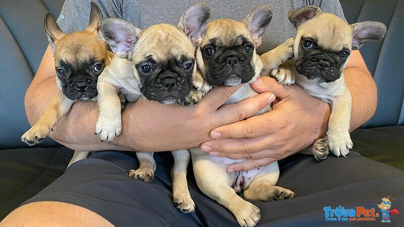 Cuccioli Bulldog Francese - Foto n. 1