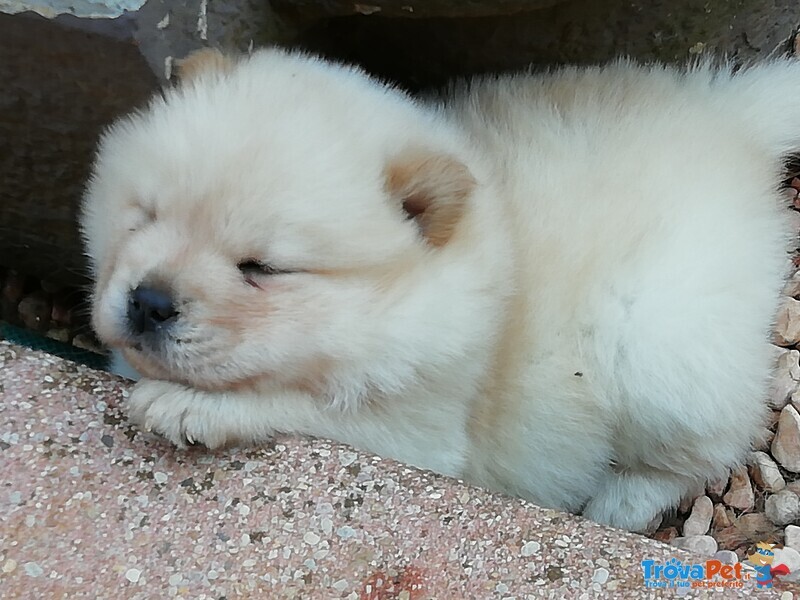 Cuccioli chow Chow - Foto n. 2