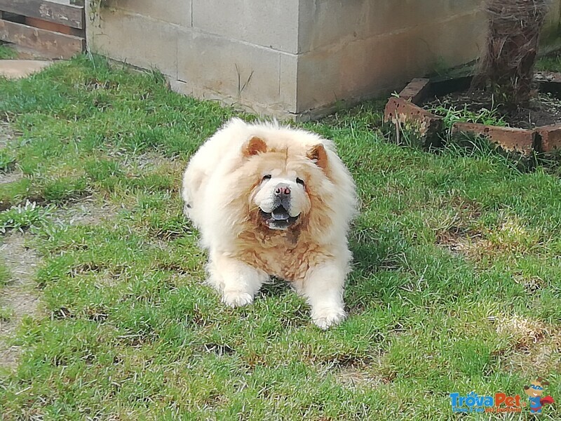 Cuccioli chow Chow - Foto n. 3