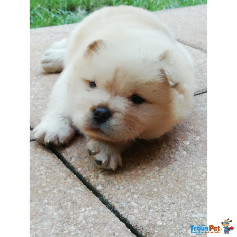 Cuccioli chow Chow - Foto n. 5