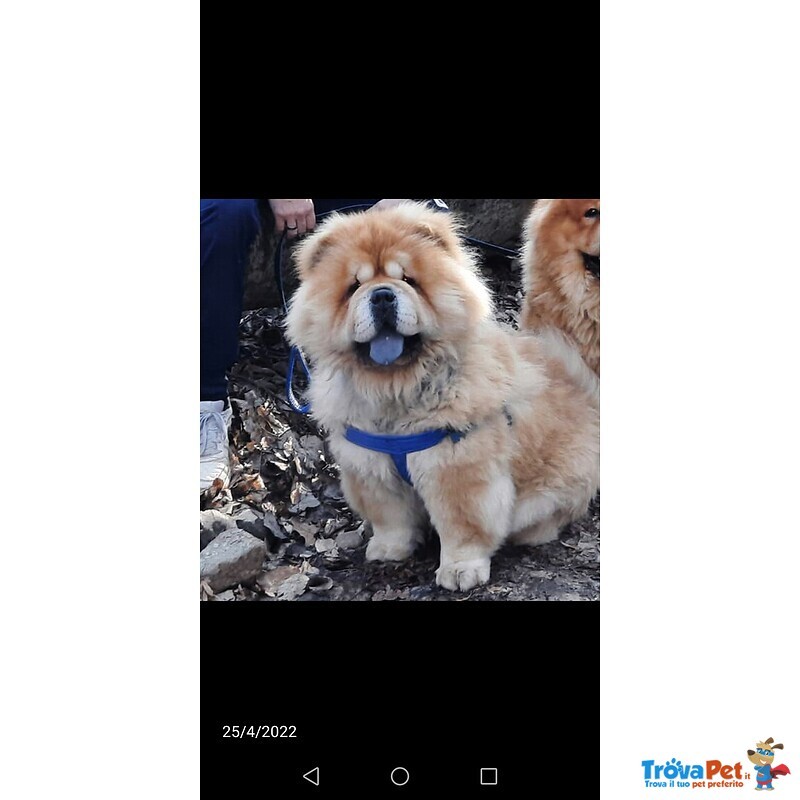 Cuccioli chow Chow - Foto n. 6