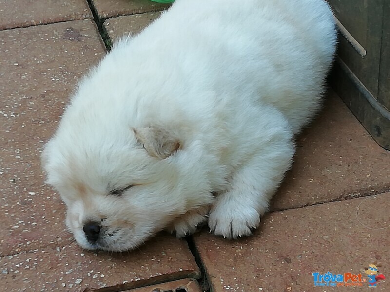 Cuccioli chow Chow - Foto n. 7