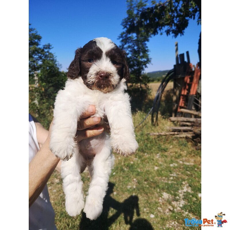 Cuccioli di Lagotto Romagnolo con Pedigree Roi - Foto n. 1