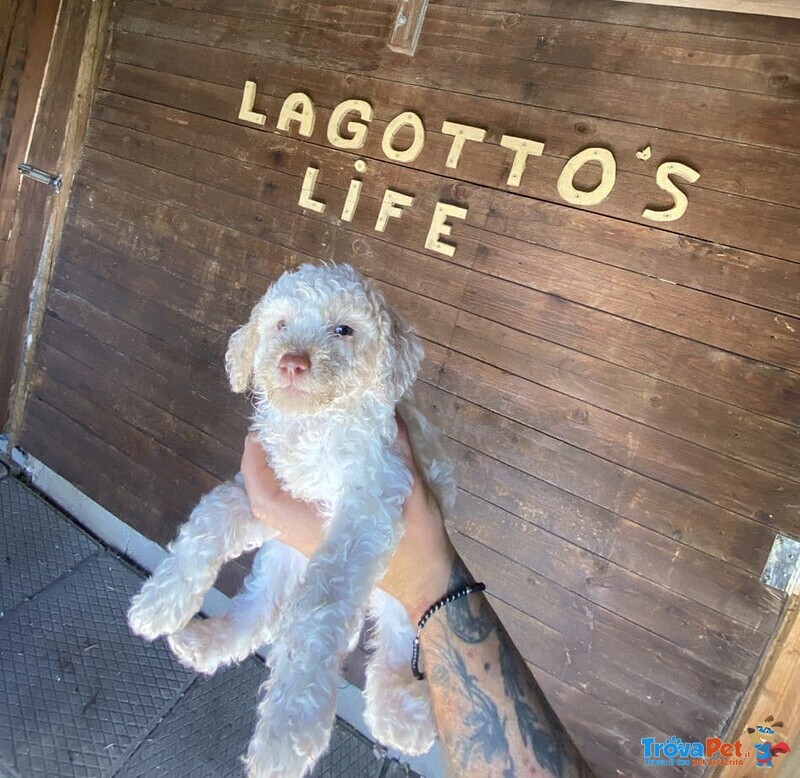 Cuccioli di Lagotto Romagnolo con Pedigree Roi - Foto n. 2