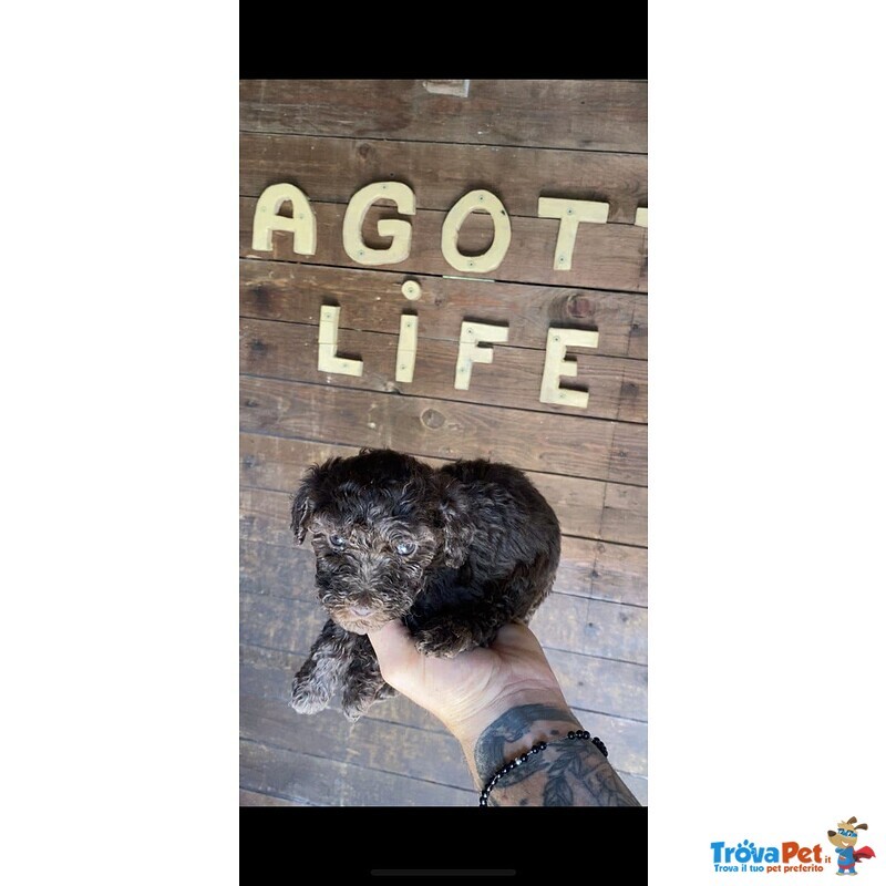 Cuccioli di Lagotto Romagnolo con Pedigree Roi - Foto n. 3