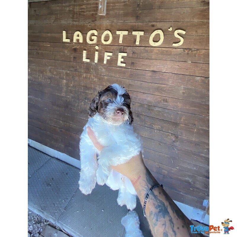 Cuccioli di Lagotto Romagnolo con Pedigree Roi - Foto n. 4