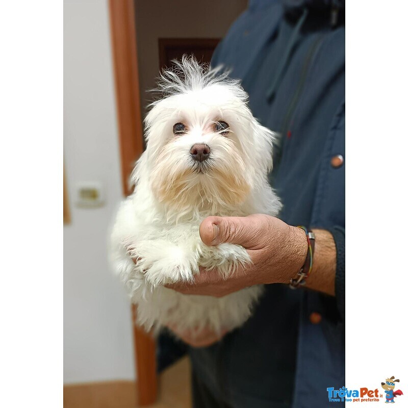 Cuccioli di Maltese - Foto n. 1