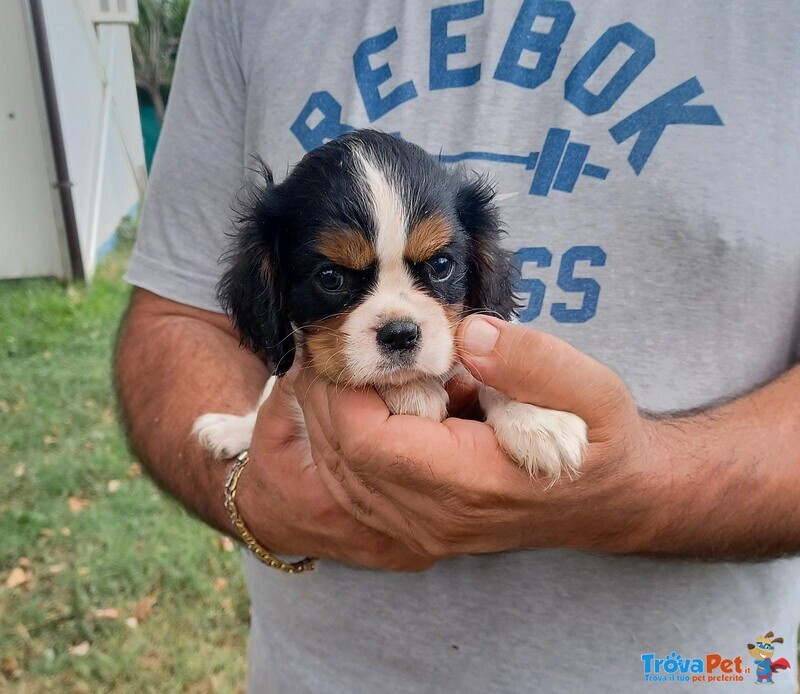 Cuccioli di Cavalier king Charles Spaniel - Foto n. 1