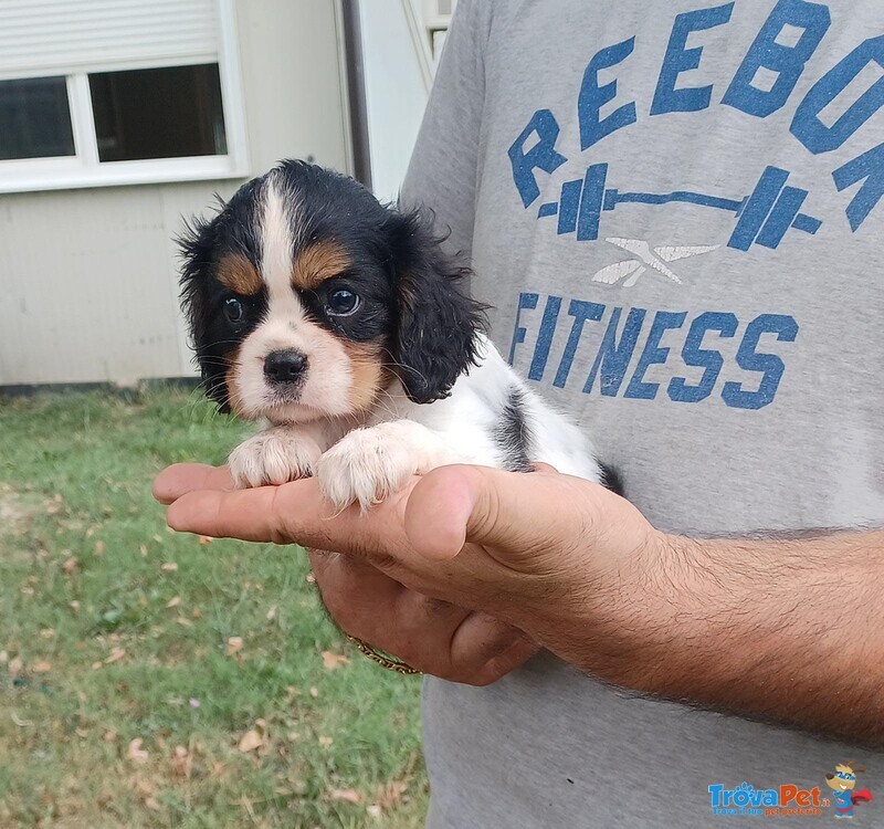 Cuccioli di Cavalier king Charles Spaniel - Foto n. 2