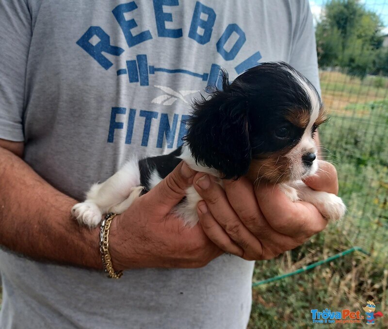 Cuccioli di Cavalier king Charles Spaniel - Foto n. 3