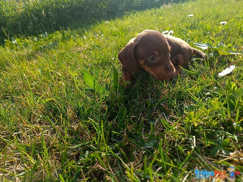 Cuccioli di Bassotto Nano - Foto n. 2