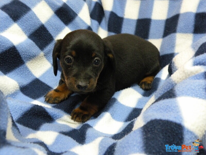 Cuccioli di Bassotto Nano - Foto n. 3