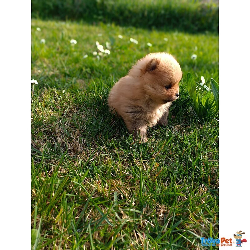 Cuccioli di Spitz con Pedigree - Foto n. 1