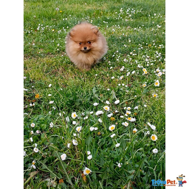 Cuccioli di Spitz con Pedigree - Foto n. 3