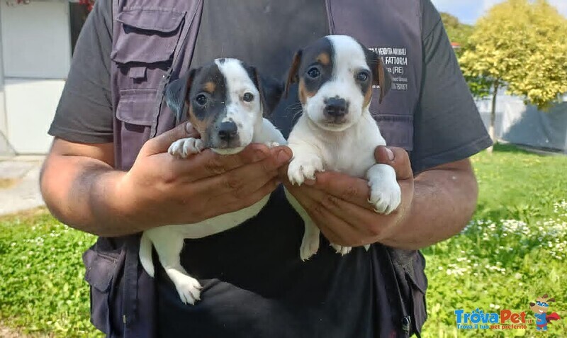 Cuccioli di jack Russell con Pedigree Enci - Foto n. 1