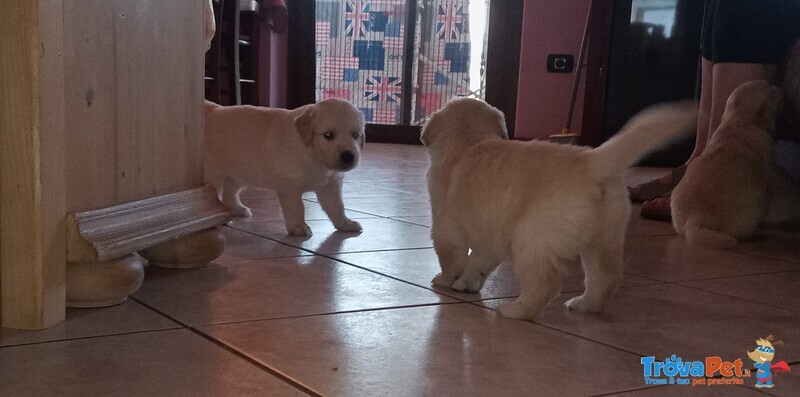 Splendida Cucciolata di Golden Retriever - Foto n. 6