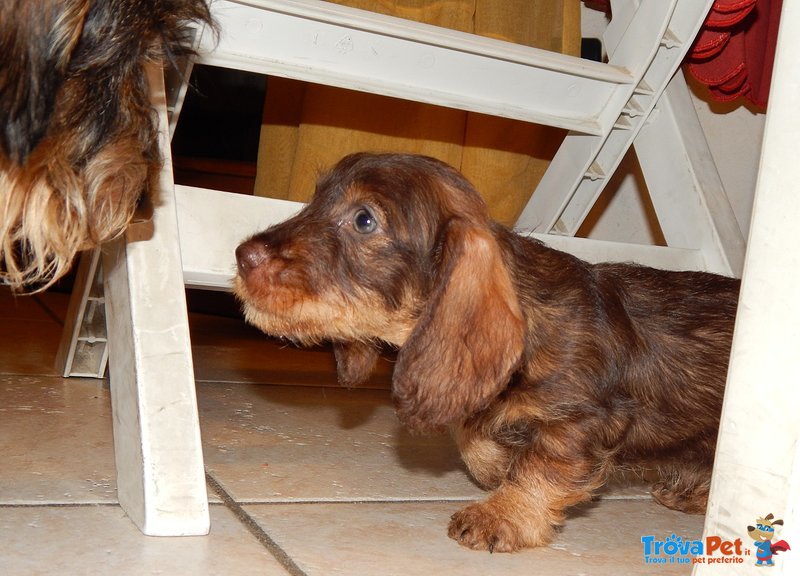 Cuccioli di Bassotto Tedesco a pelo duro nano e Kaninchen - Foto n. 1