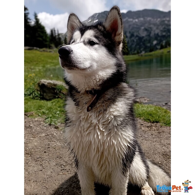 Alaskan Malamute, Femmina, in Vendita. 8 Mesi, Estremamente Mansueto e Dolce - Foto n. 1