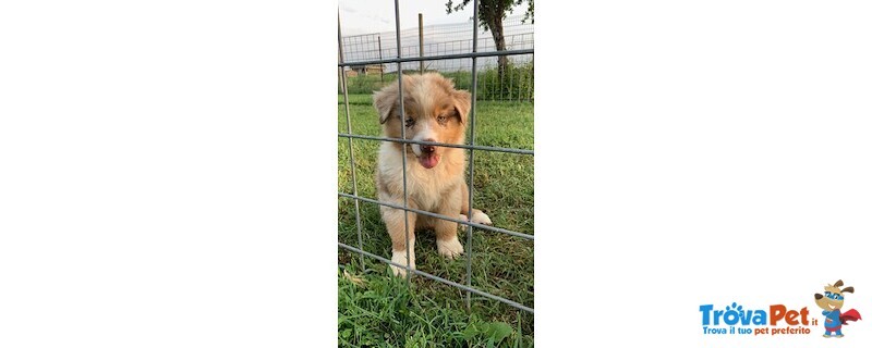 Cuccioli Australian Shepherd - Foto n. 1