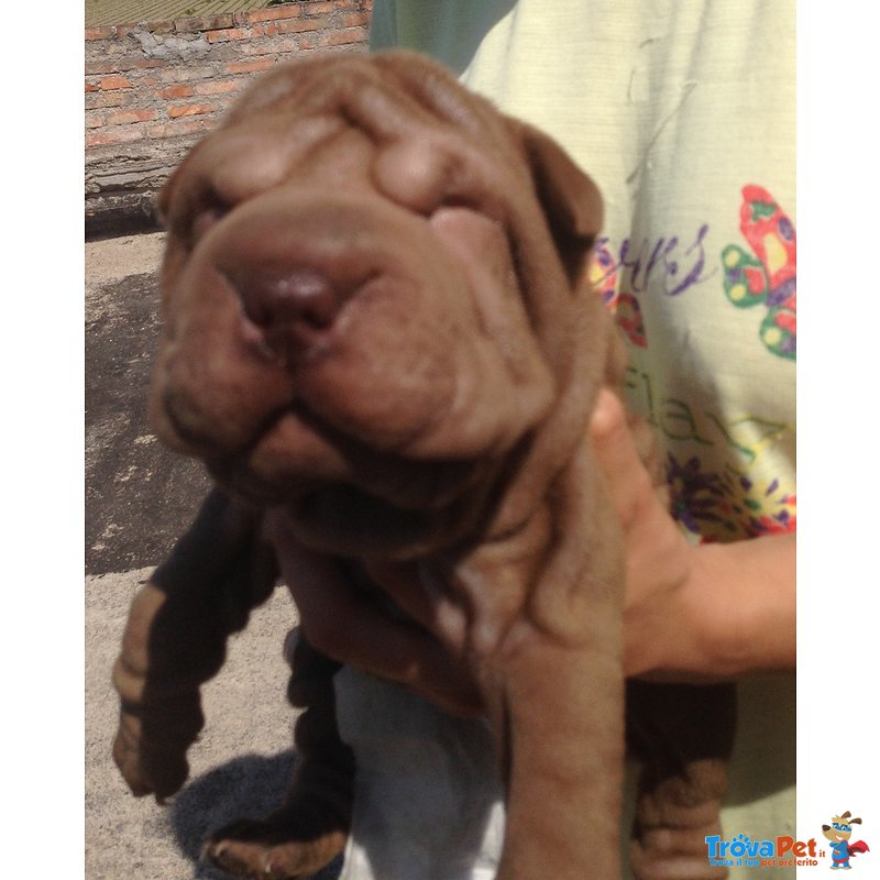 Shar pei - Cuccioli - Foto n. 1