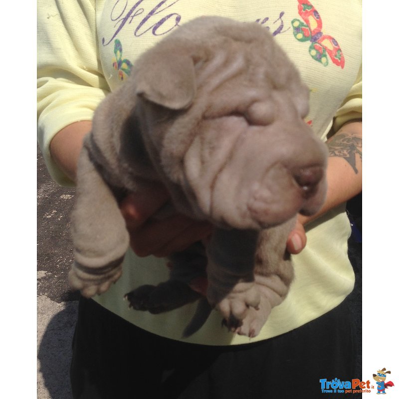 Shar pei - Cuccioli - Foto n. 2