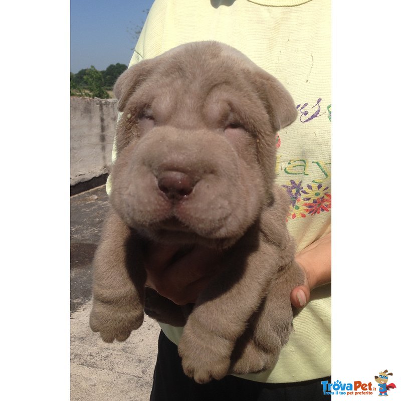 Shar pei - Cuccioli - Foto n. 4