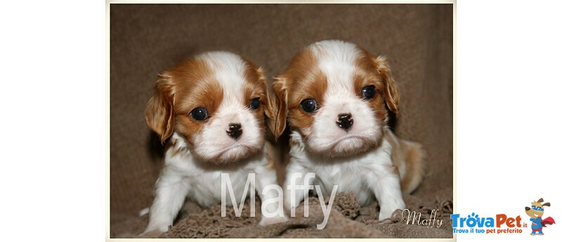 Cuccioli Cavalier king Charles - Foto n. 1