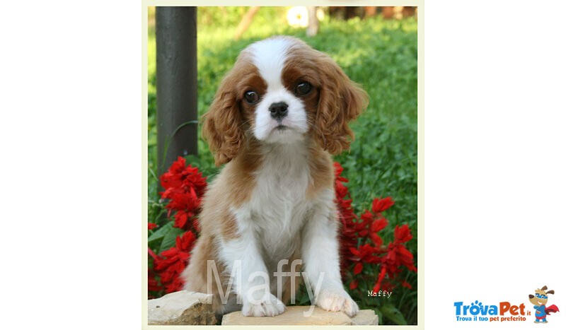 Cuccioli Cavalier king Charles - Foto n. 3