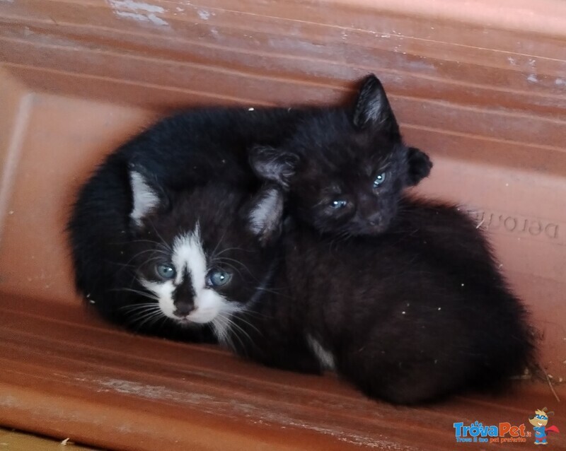 Dolcissimi Cuccioli di Gattini in Adozione - Foto n. 1