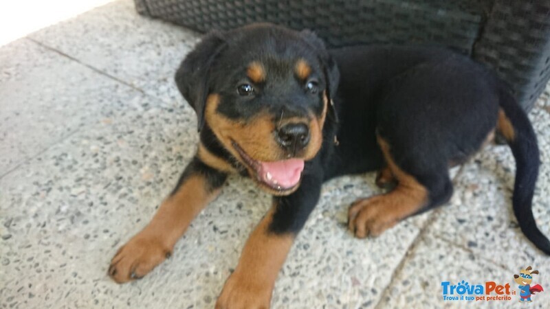 Cuccioli Rottweiler - Foto n. 5