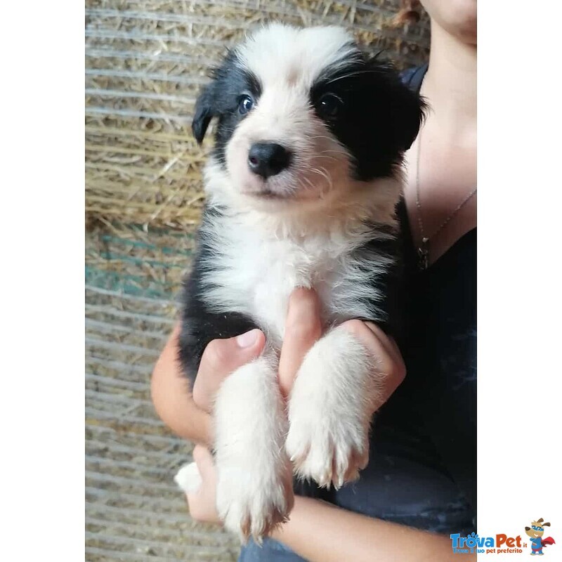 Cuccioli di Border Collie - Foto n. 1