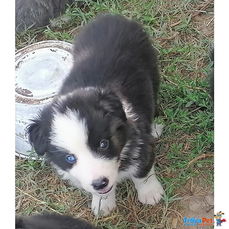 Cuccioli di Border Collie - Foto n. 2