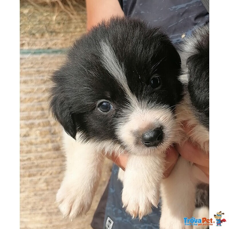 Cuccioli di Border Collie - Foto n. 3