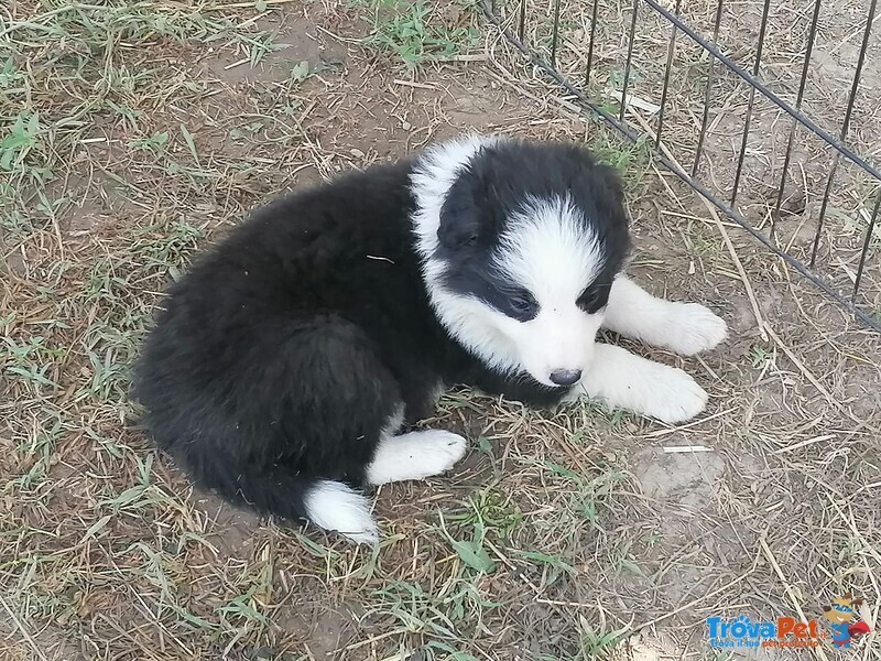 Cuccioli di Border Collie - Foto n. 4