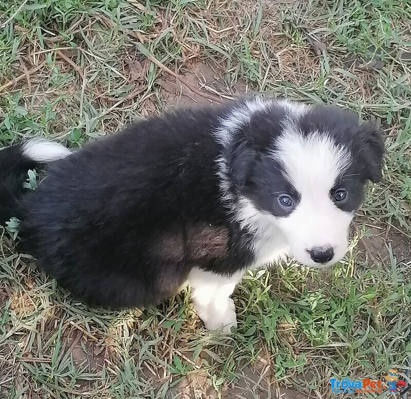 Cuccioli di Border Collie - Foto n. 5