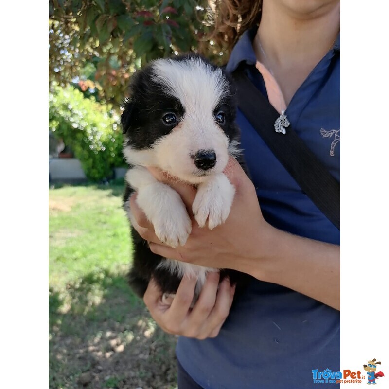 Cuccioli di Border Collie - Foto n. 6