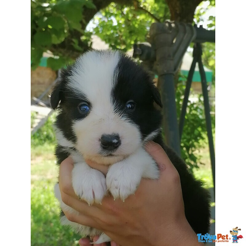 Cuccioli di Border Collie - Foto n. 8