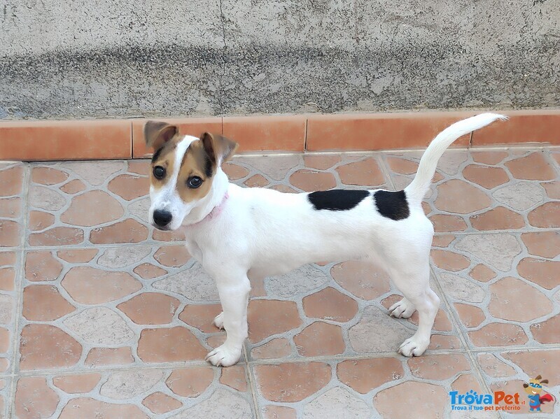 Femmina jack Russell - Foto n. 1