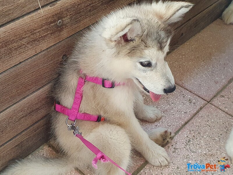 Alaskan Malamute Cuccioli - Foto n. 2