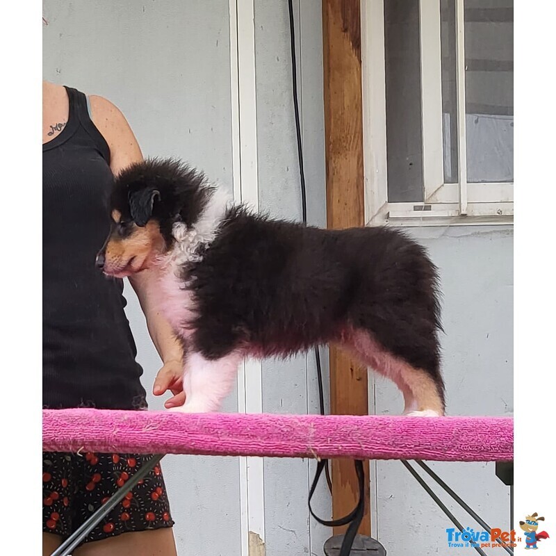 Cuccioli di Pastore Scozzese a pelo Lungo (collie) Tricolore e blue Merle - Foto n. 3