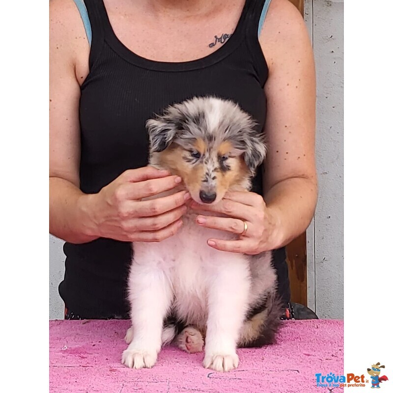 Cuccioli di Pastore Scozzese a pelo Lungo (collie) Tricolore e blue Merle - Foto n. 4