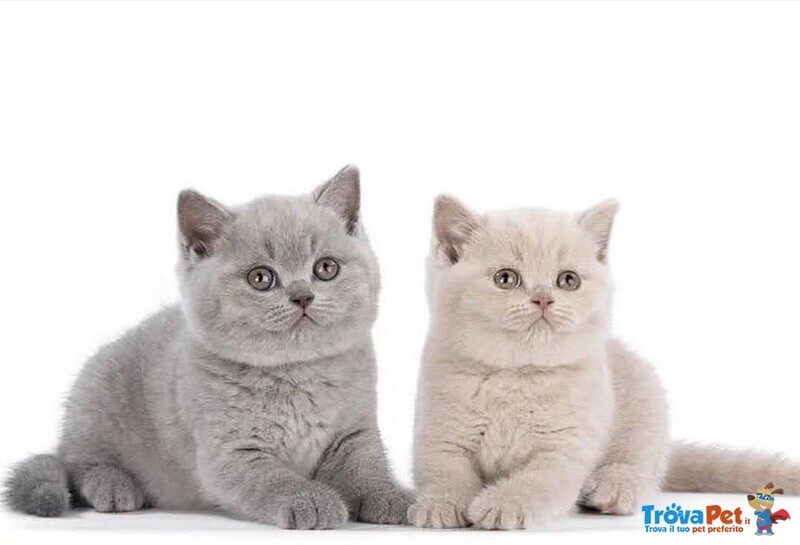 Cuccioli British Shorthair - Foto n. 1