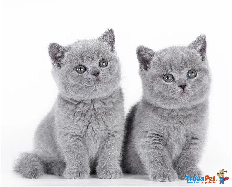 Cuccioli British Shorthair - Foto n. 2