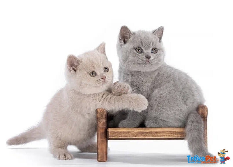 Cuccioli British Shorthair - Foto n. 3