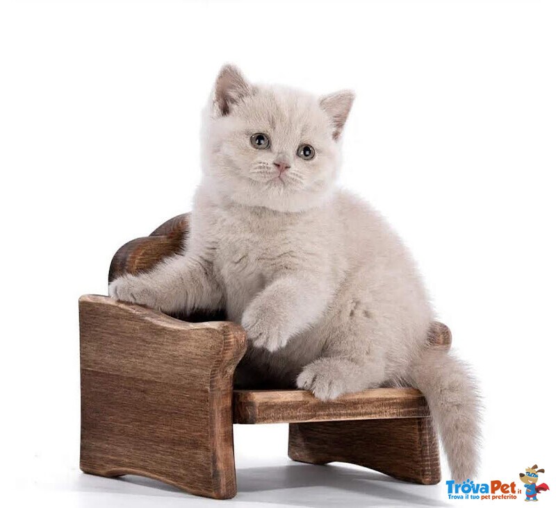 Cuccioli British Shorthair - Foto n. 4